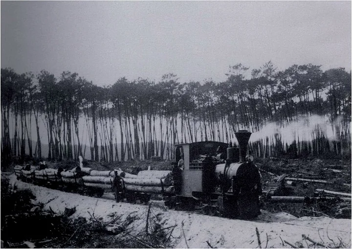 Mata Nacional de Leiria