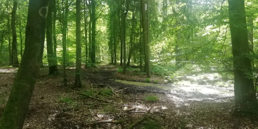 Sachsenwald – Wald