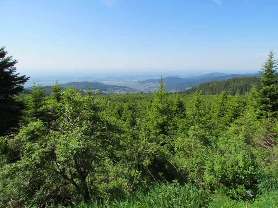 Nordschwarzwald – Wald