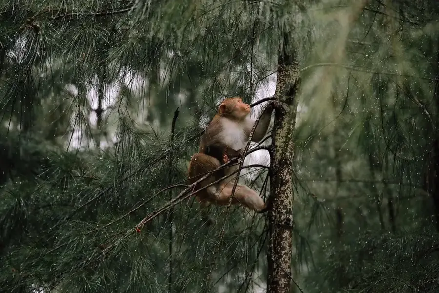 Taï-Wald