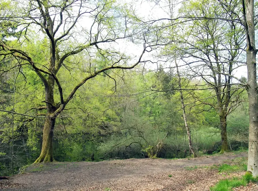 Warndt – Wald