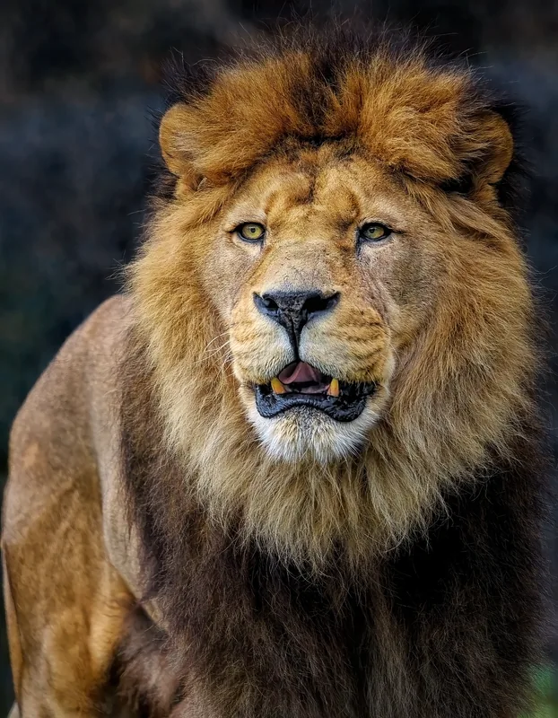 Fosse aux Lions — Mandouri (Togo)