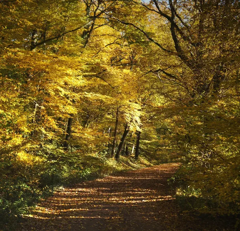 Forêt de Tronçais — Adale (Somalia)