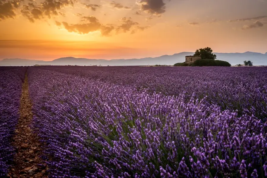 Podișul Valensole