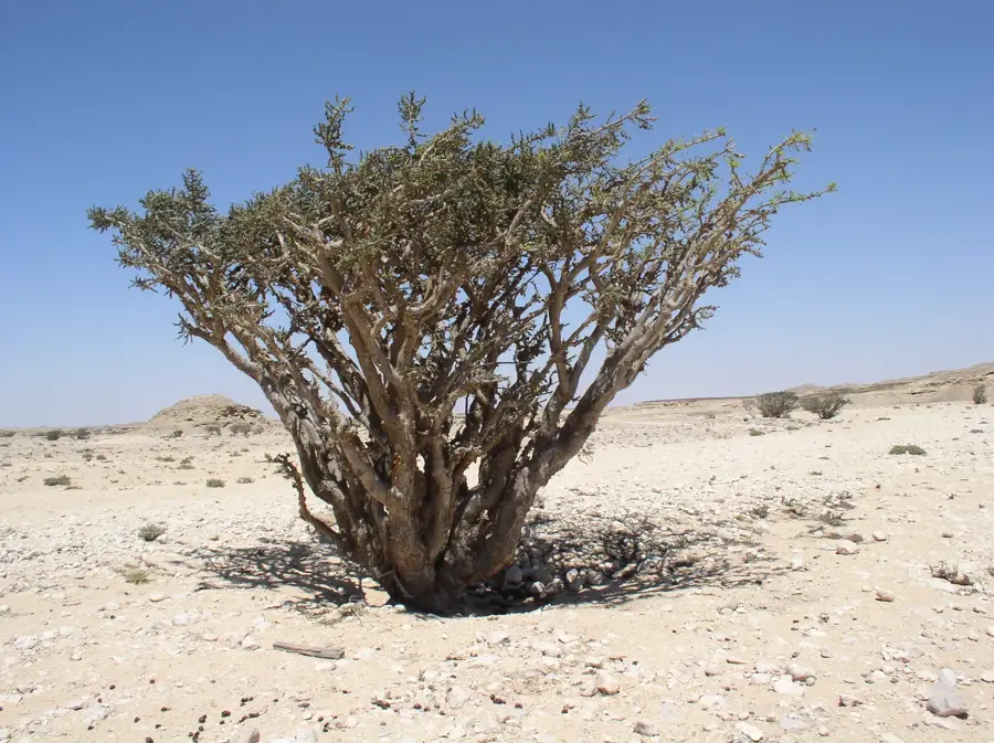 Weihrauchland-Museum — Taqah (Oman)