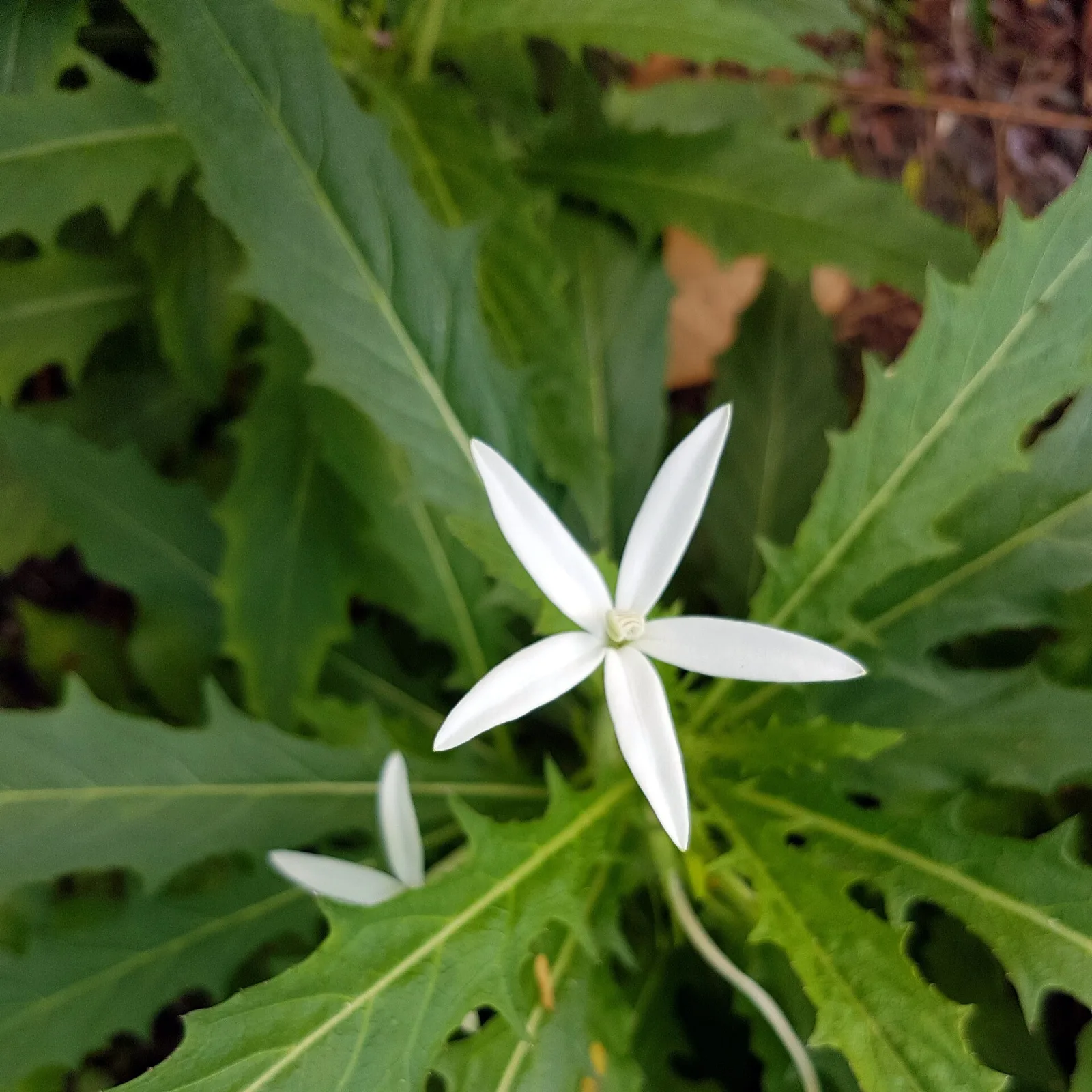 Papara