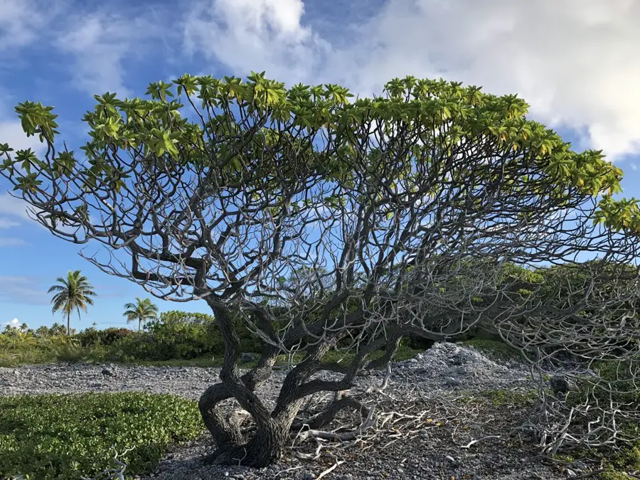 Perlenfarmen von Fakarava — Mount Perau (Französisch-Polynesien)