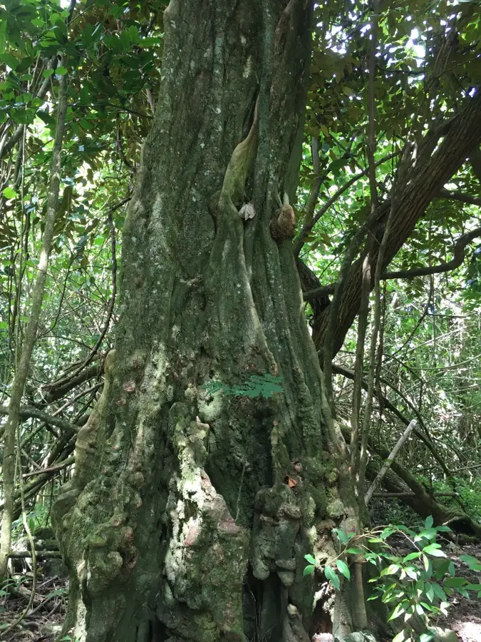 Marae Umarea — Afareaitu (French Polynesia)