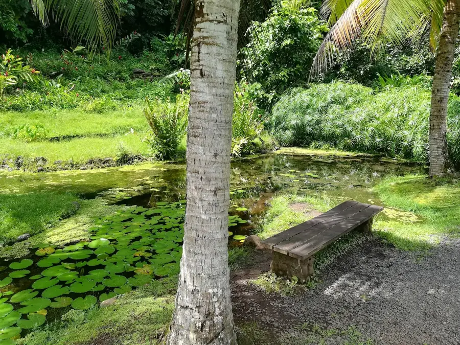 Papeari — Raivavae Taro Fields (French Polynesia)