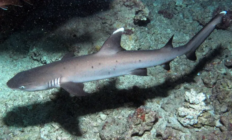 Rangiroa Lagoon Sanctuary