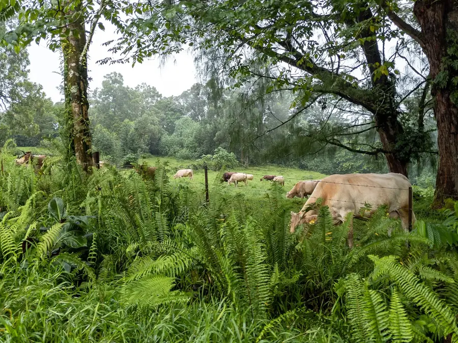 Vairao — Mataura (Francia Polinézia)