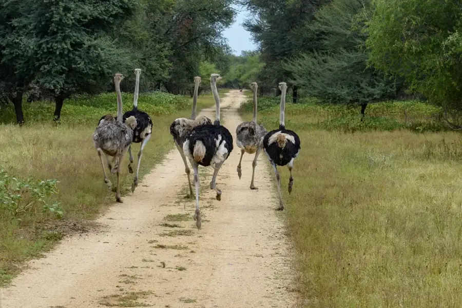 Gaborone Game Reserve — Botswana Impfstoffinstitut (Botsuana)