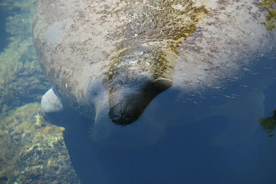 Galleon Harbour Manatee Reserve