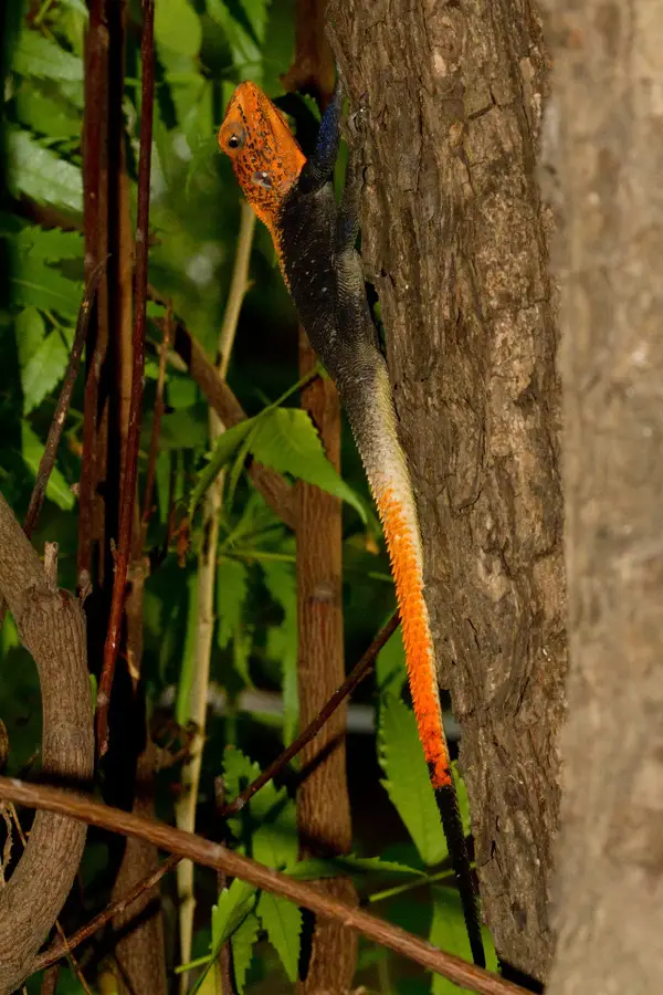 Gambela