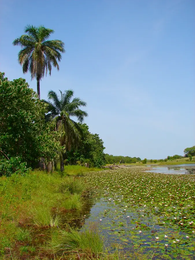 Parcul Național Kiang West — Kalagi (Gambia)