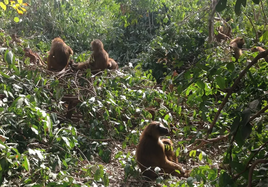Makasutu Culture Forest — Kanifing (Gambia)