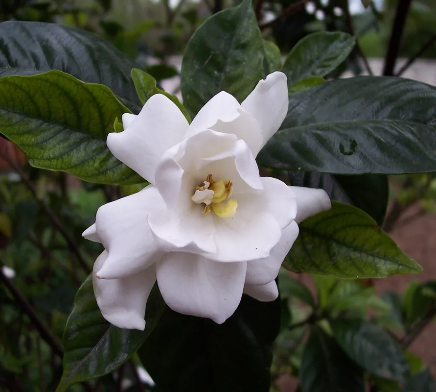 Gardenia — Maskall (Belize)