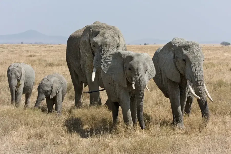 Gash-Barka-Becken — Barka-Ebene (Eritrea)