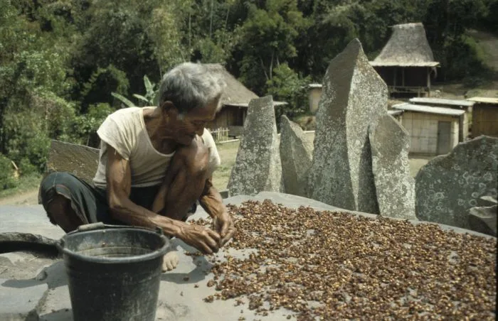 Gayo Coffee Plantations