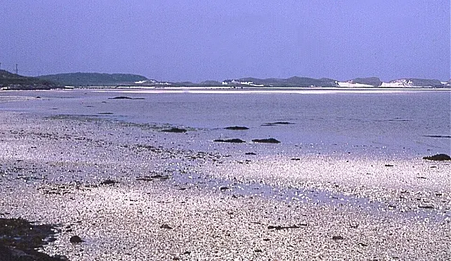 Tràigh Mhòr