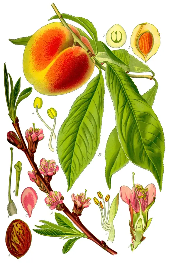Georgia Peach Orchards