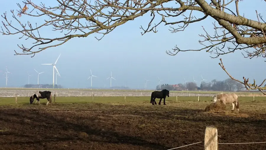 Wesselburenerkoog