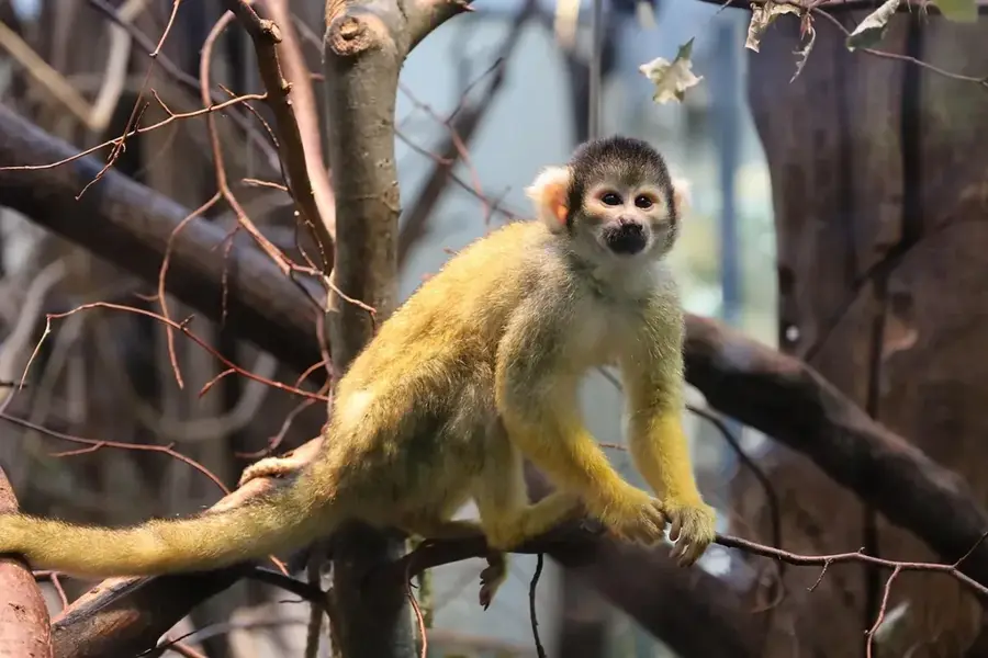 Îlet la Mère Monkey Island