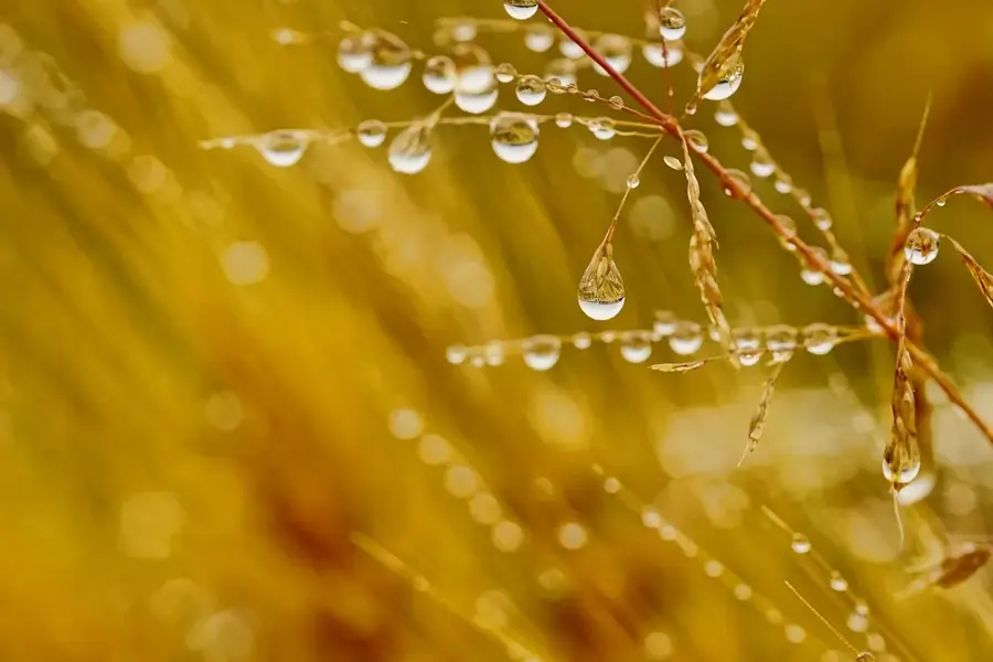Dorlin Gold Field — Inini Chain (French Guiana)