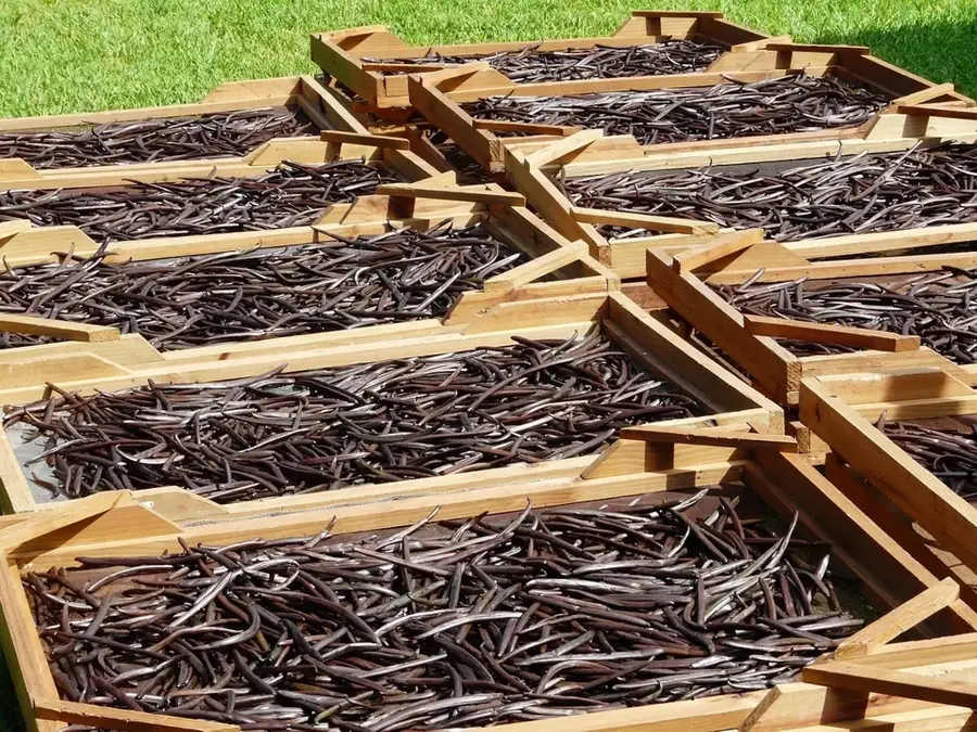 Regina Vanilla Plantation