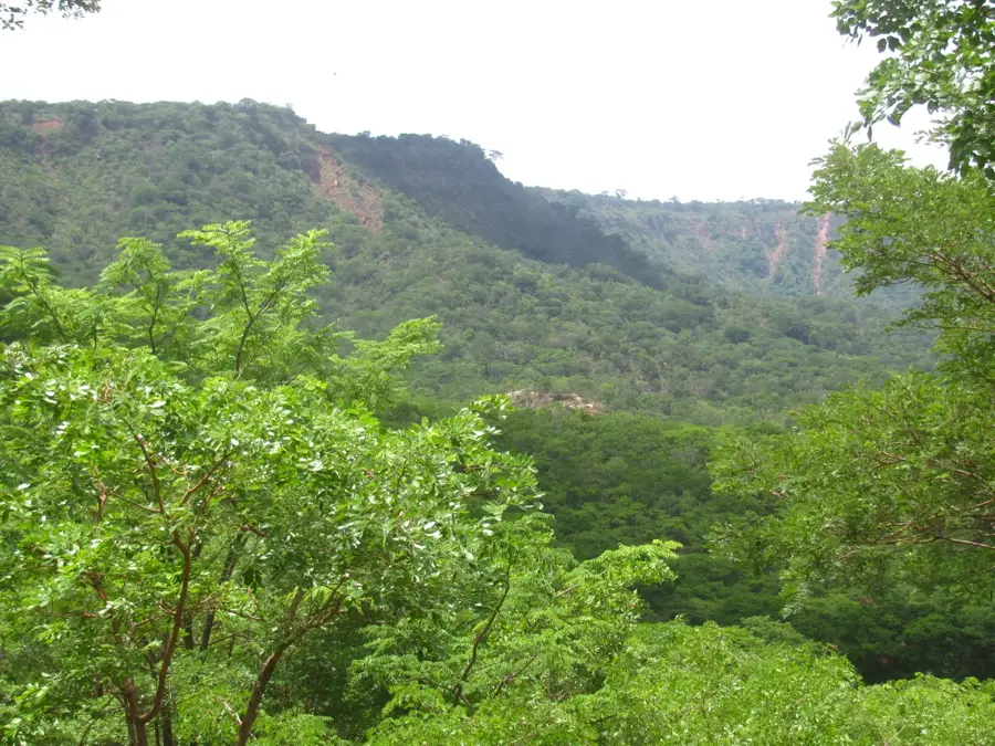 Gilé-Wald