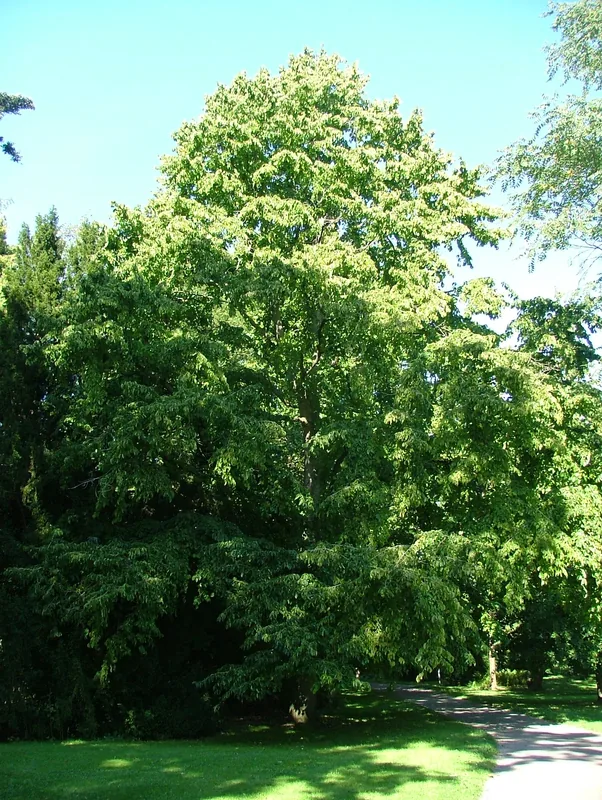 Giresun Hazelnut Plantations — Pontic Mountains (Turkey)
