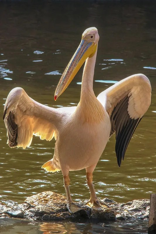 Giza Zoo