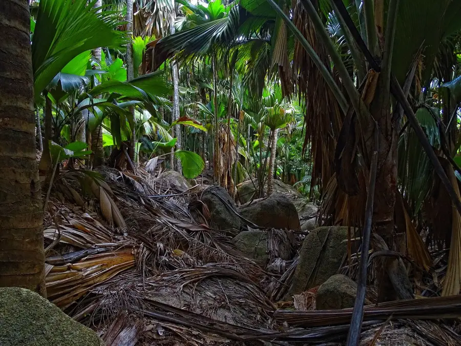 Glacis Noir (Schwarzer Felsen) — Consolation (Seychellen)