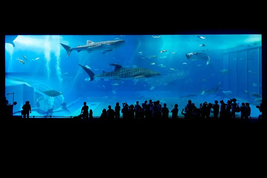 Gladden Spit Whale Shark Grounds