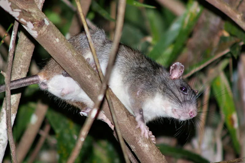 Goulding Cay Forest