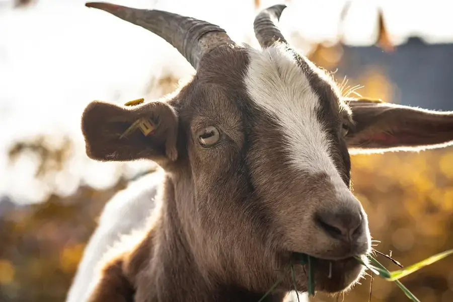 Creșterea animalelor în Goundam — Goundam (Mali)