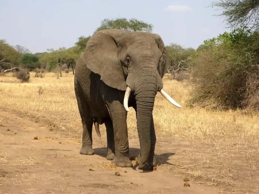 Gourma Elephant Habitat — Mount Gourma (Mali)