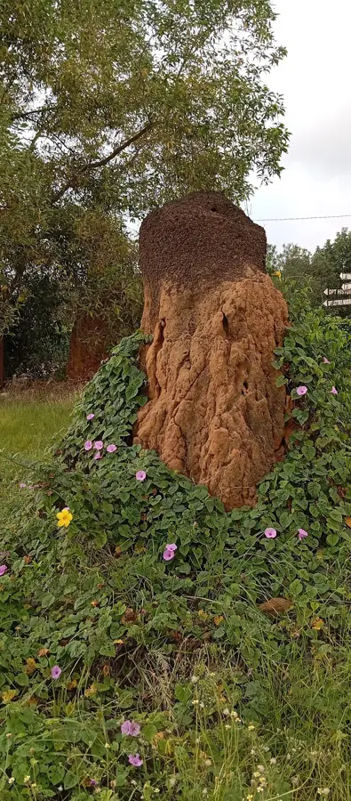 Große Moschee der Riviera Golf — Agboville (Côte d’Ivoire)