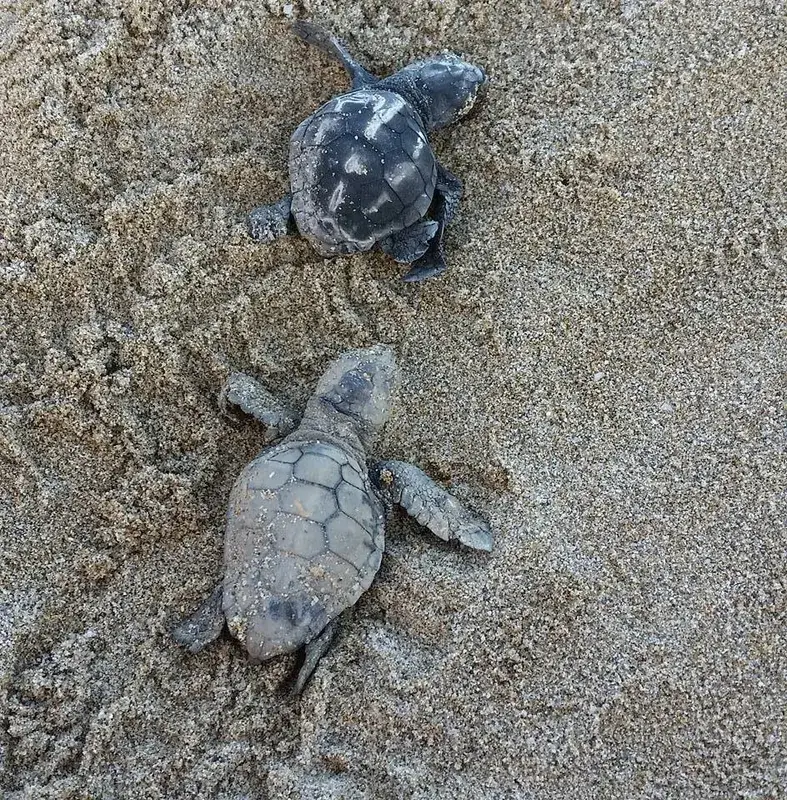 Archelon Schildkröten-Rettungszentrum