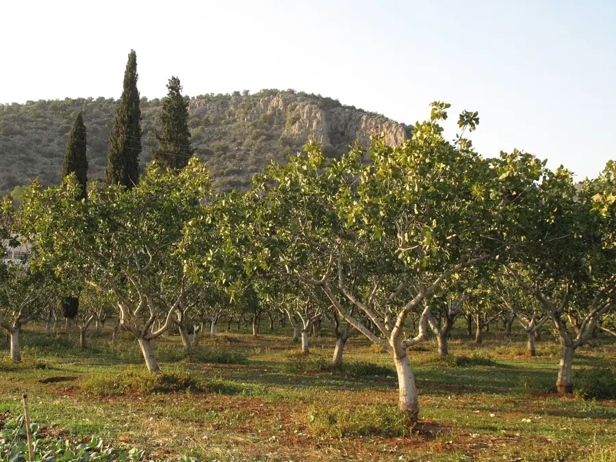Kantia