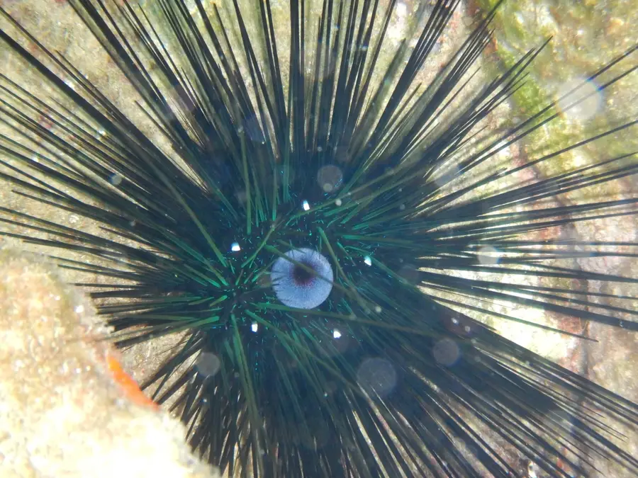Manganari