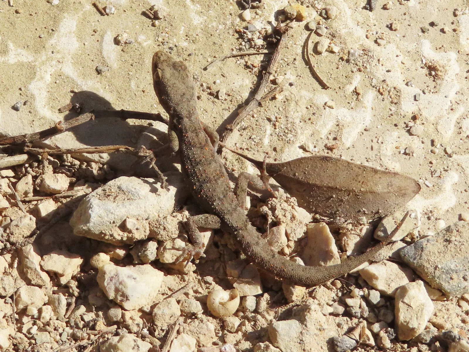Volada — Portul Heraklion (Grecia)