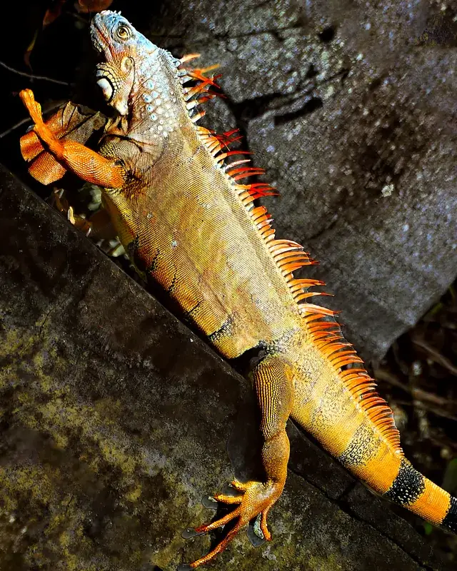 Green Iguana Conservation Project