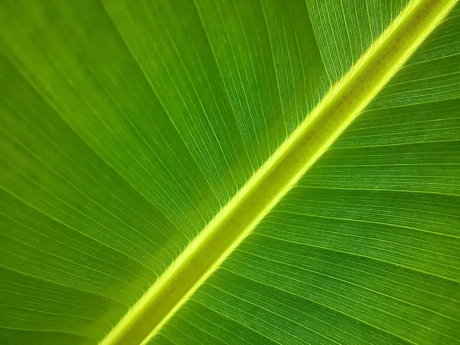 Izabal Banana Packing — El Estor (Guatemala)