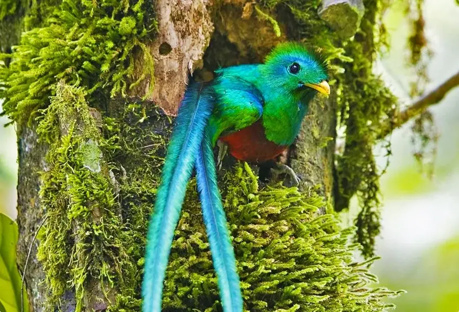 Quetzal Biotope