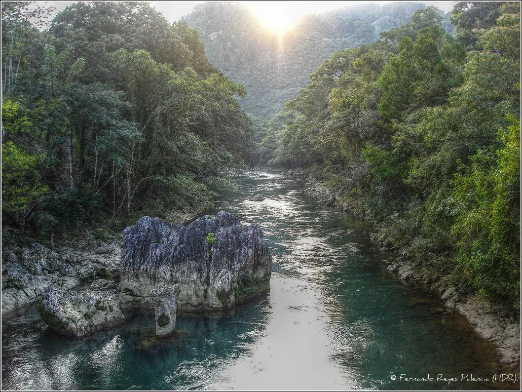 Coban Cardamom Hills