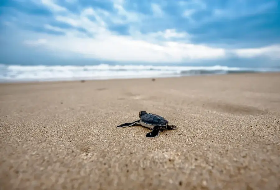 Punta de Manabique Turtle Coast