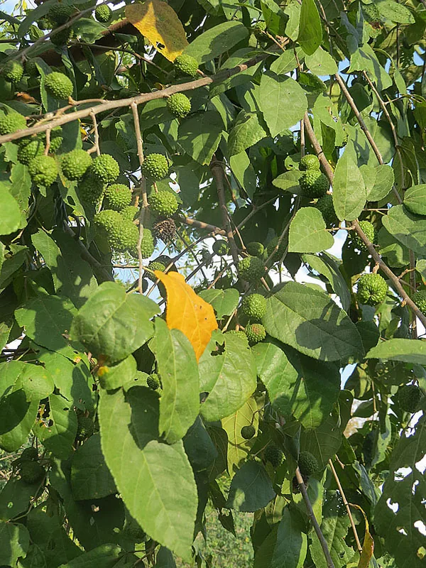 Guácimo — Mount Killibrin (Nicaragua)