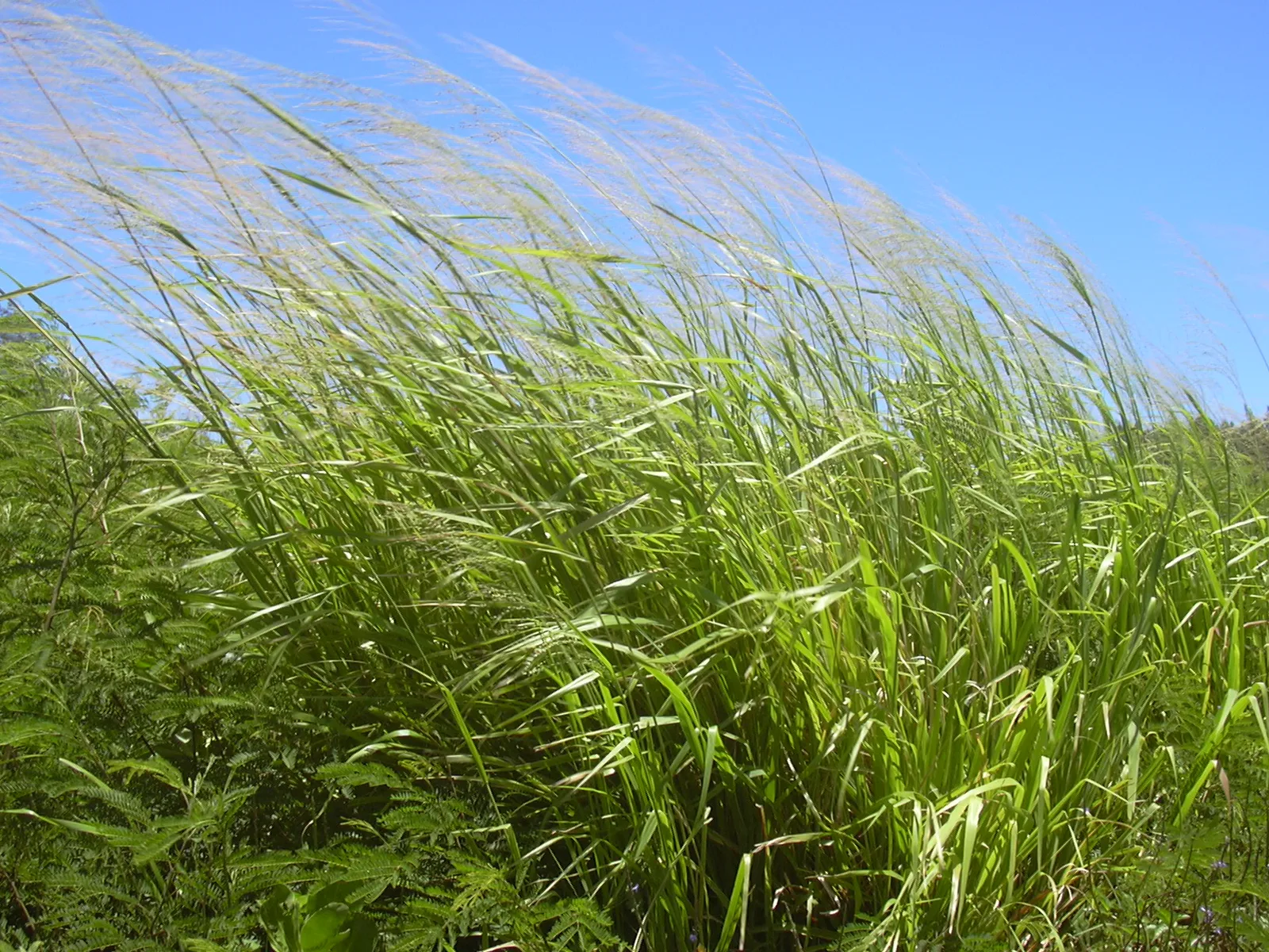 Guinea Grass Town — Rio Bravo Conservation Area (Belize)