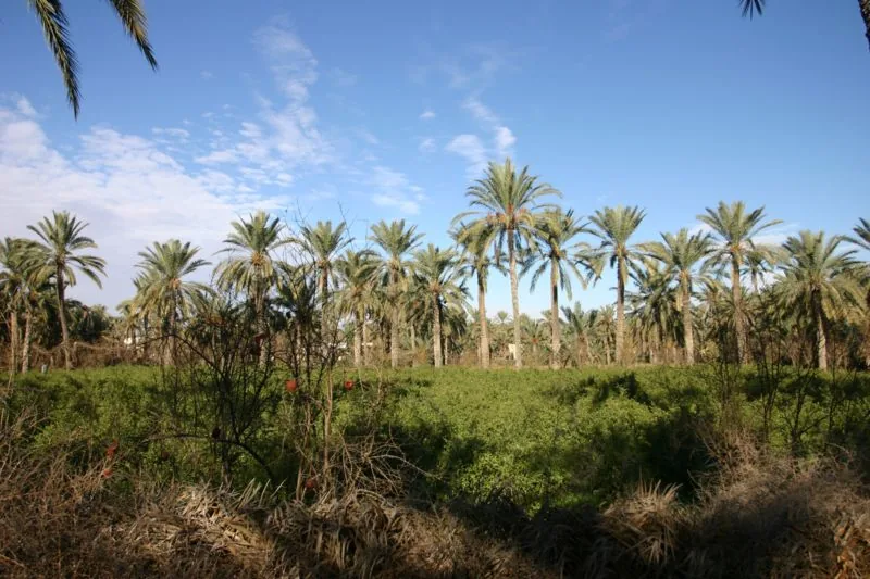 Coasta Gabes — Complexul Chimic Ghannouch (Tunisia)